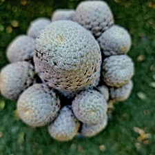 Euphorbia piscidermis - Pelle