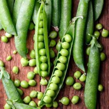 50 Graines de Pois à rames