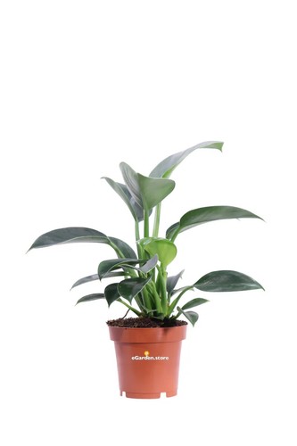 Pianta filodendro - pianta, di