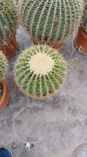 Echinocactus grusonii medio - grusonii,