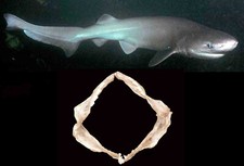 Mascella Bocca Squalo