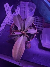 nepenthes naga 8-10cm