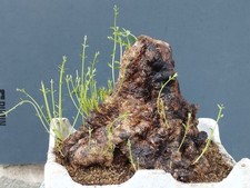 Bonsai Olivastro Foglie