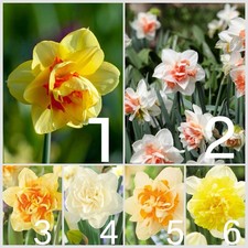 bulbi di Di Narcisi A Fiore Doppio, Bulbi Autunnali