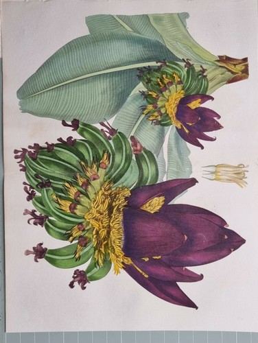 1837 antico botanico stampa - antico,