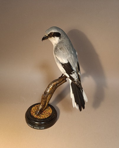 Taxidermy cabinet de - taxidermy,,