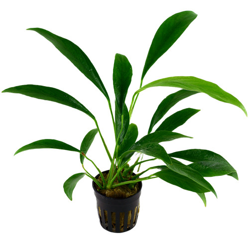 Anubias barteri var glabra in - barteri,