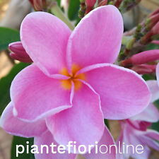 Plumeria DAINTY PINK Cutting & Plant - pomelia rosa profumata frangipani USA