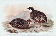 Pavone Dipinto Quaglia Uccello