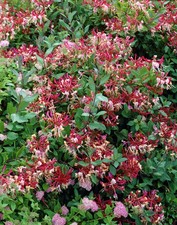 1 PIANTA DI LONICERA