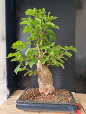 bonsai di gelso  h 72 cm