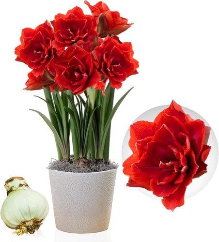Bulbi amarillide cherry - di,