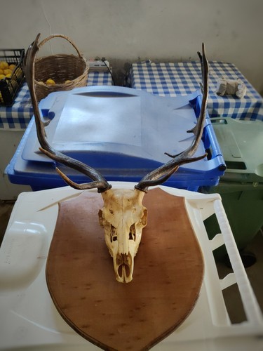 Trofeo teschio daino con - trofeo,
