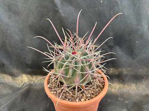 Ferocactus rectispinus - ferocactus,