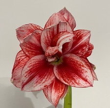Bulbo di Hippeastrum a fiore