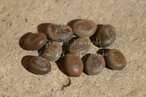 Acacia ombrello - acacia,