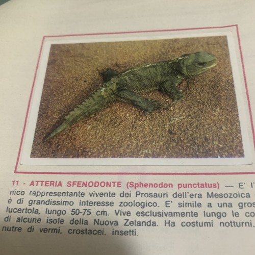 Figurina animali ed - figurina, 11
