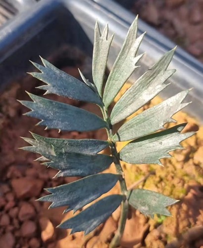 Rara crescita piantine - crescita,