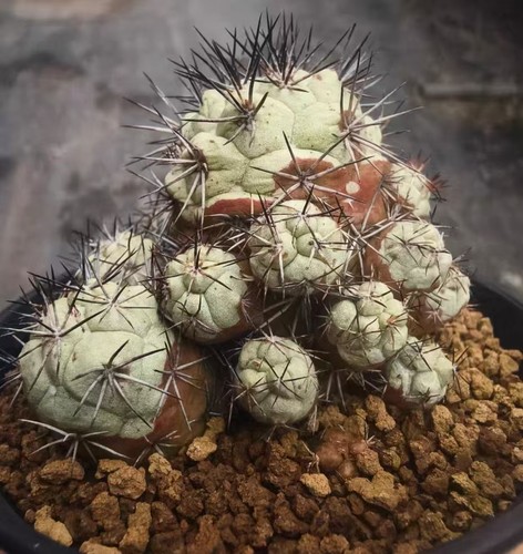 Ortegocactus macdougalli