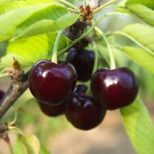 Pianta di Ciliegio Acido