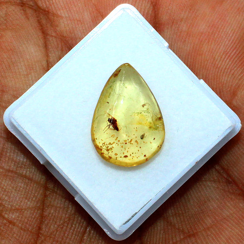 Ambra baltica fossilizzata