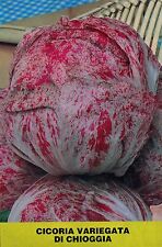 1000 SEMI DI CICORIA ROSSA VARIEGATA DI CHIOGGIA- RADICCHIO- SEMENTI ORTAGGI