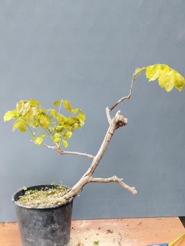 Bonsai glicine 40x9cm in - bonsai,