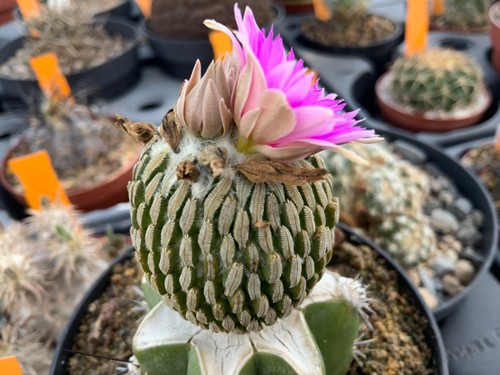 230 pelecyphora aselliformis - 230,