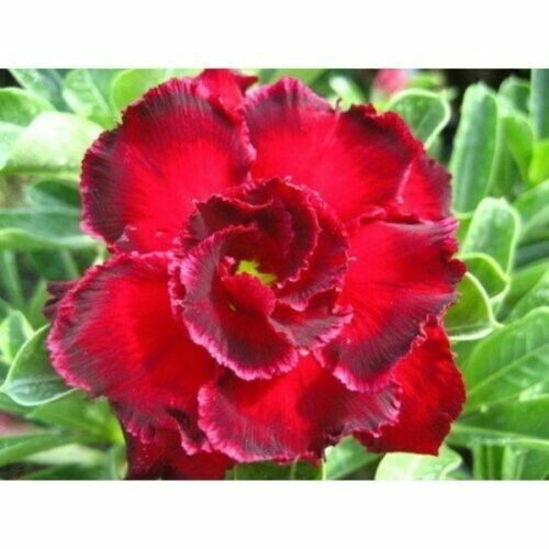 Semi adenium obesum - di,