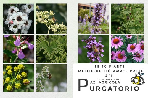 Piante mellifere flora - mellifere,
