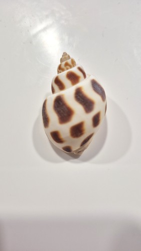Babylonia spirata - babylonia,