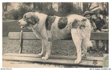 AZLP1-0077-ANIMAUX - Cane Dei