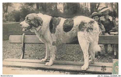 Azlp1 0077 animaux cane dei - -,