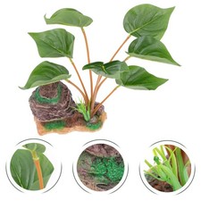 Pianta per acquario casa