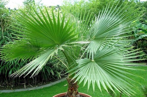 California fan palm - california,