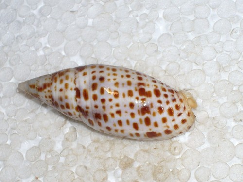 Quasimitra cardinalis - quasimitra,