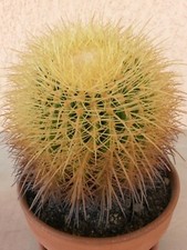 Cactus Echinocactus Grusoni o