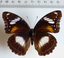 ENTOMOLOGIA, FARFALLA: HYPOLIMNAS BOLINA ♀ MALESIA