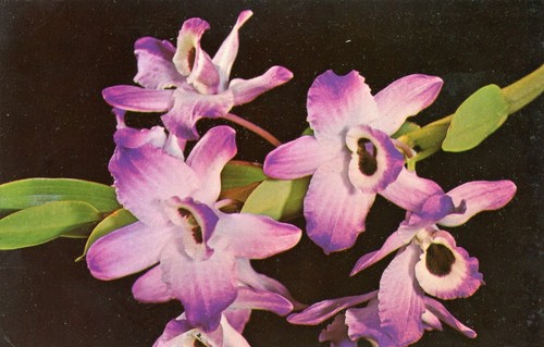 Dendrobium nobile frutteti - dendrobium,