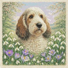 Grand basset grifone - basset,