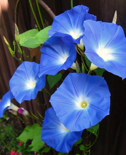 Ipomea campanella blu 10 - campanella, –