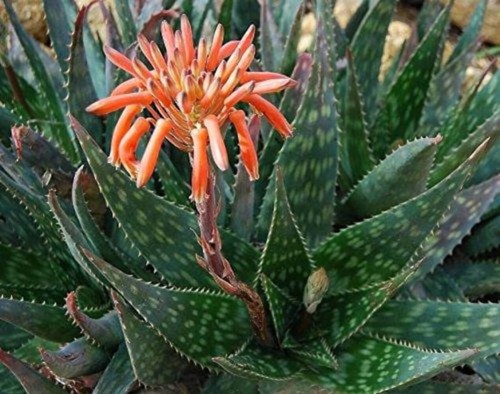 Aloe saponaria - aloe,