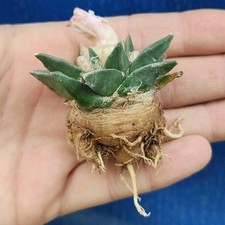 Ariocarpus retusus ssp