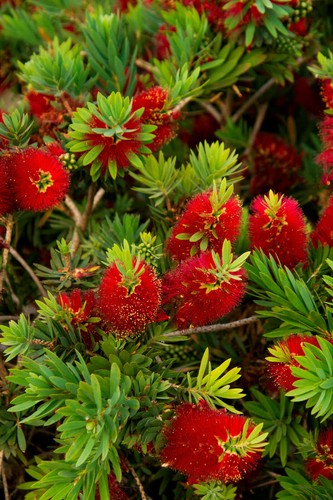 Callistemon citrinus - citrinus,