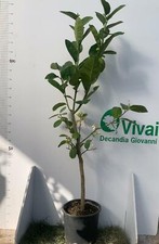 PIANTA DI CEDRO DIAMANTE IN VASO 20CM ALTEZZA 120/130CM (foto reali)