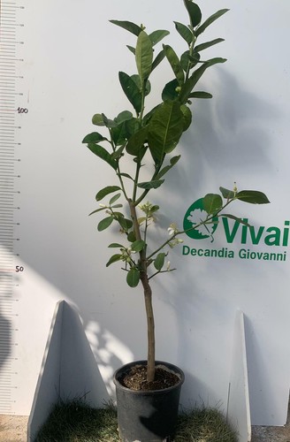 Pianta cedro diamante in - pianta, di