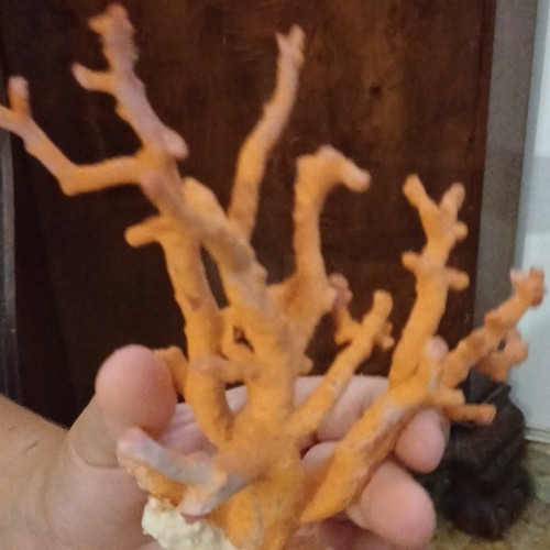 Ramo corallo arancione - corallo,