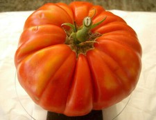 POMODORO SICILIANO GIGANTE, 50 SEMI + OMAGGIO