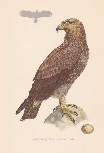 Aquile pomarine schreiadler - pomarine,