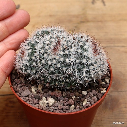 Mammillaria geminispina